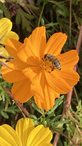 Cosmos sulphureus observed 2026-10-26