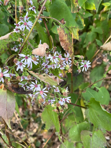 Symphyotrichum cordifolium, 2026-10-26