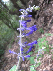 Salvia concolor