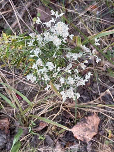 Pseudognaphalium obtusifolium observed 2026-10-26