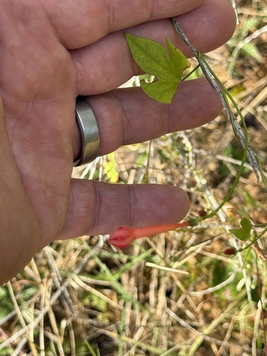 Ipomoea hederifolia observed 2026-10-26
