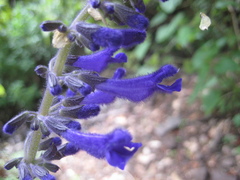 Salvia concolor