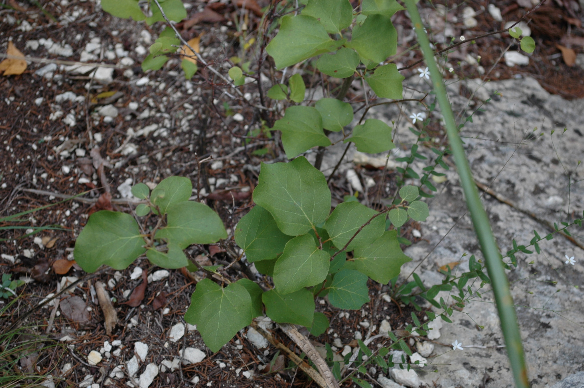 Styrax platanifolius ssp. platanifolius