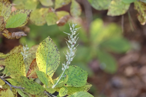 Clethra observed 2026-10-26