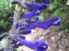Salvia concolor
