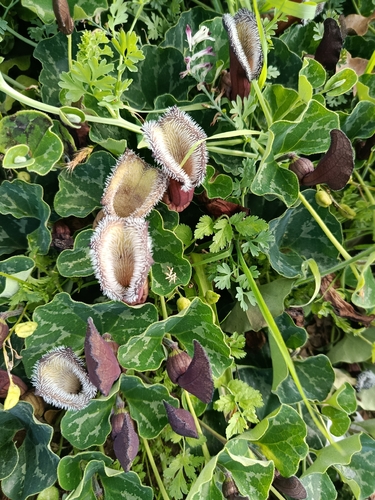 Aristolochia observed 2026-10-26