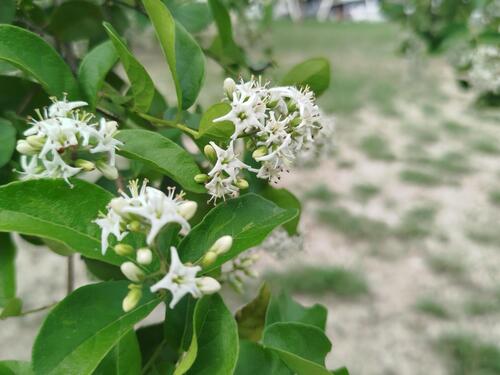 Ehretia observed 2026-10-26
