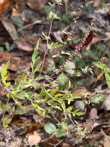 Ambrosia artemisiifolia observed 2026-10-26