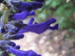 Salvia concolor