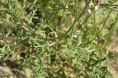 Papaver arenarium