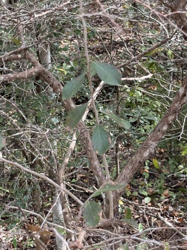 Vaccinium arboreum observed 2026-10-26