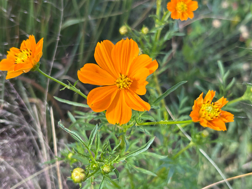 Cosmos sulphureus observed 2026-10-26