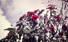 Corymbia ptychocarpa