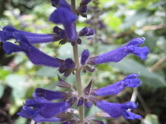 Salvia concolor