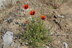 Papaver arenarium