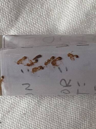 Monomorium pharaonis observed 2026-10-25