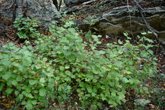 Styrax platanifolius platanifolius