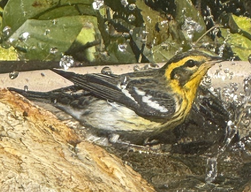 Setophaga fusca observed 2026-10-25