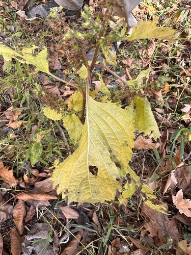 Perilla frutescens observed 2026-10-26