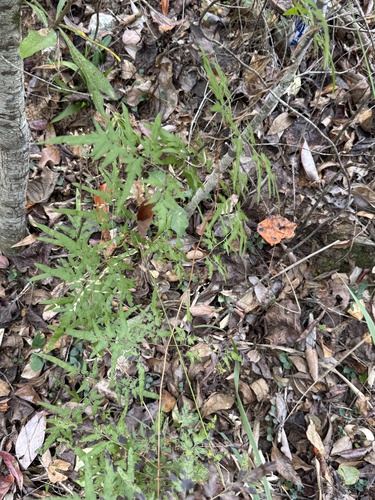 Lygodium japonicum observed 2026-10-26