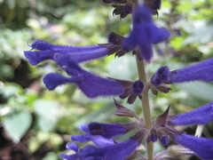 Salvia concolor