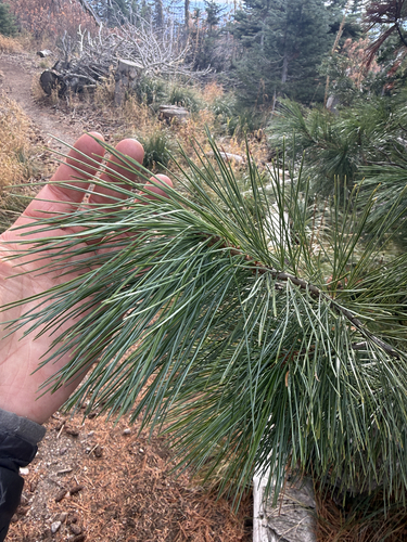 Pinus monticola observed 2026-10-25