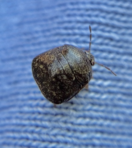 Cribraria observed 2026-10-26