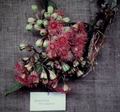 Corymbia ptychocarpa
