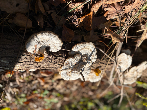 Daedaleopsis confragosa, 2026-10-26