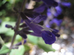 Salvia concolor