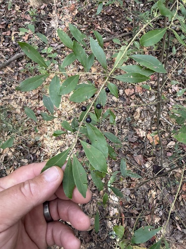 Ilex glabra observed 2026-10-26