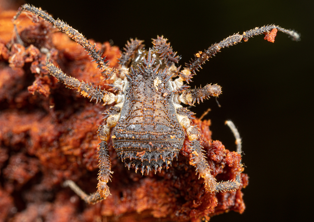 Triaenobunus montanus