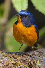 Rufous-Breasted Bush Robin photo 1