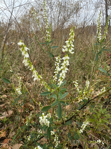 Melilotus albus observed 2026-10-26
