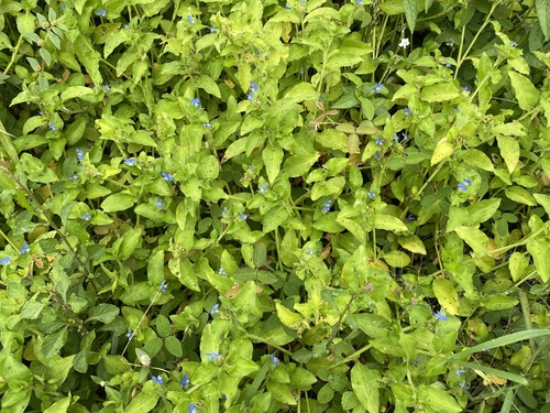 Commelina benghalensis observed 2026-10-26