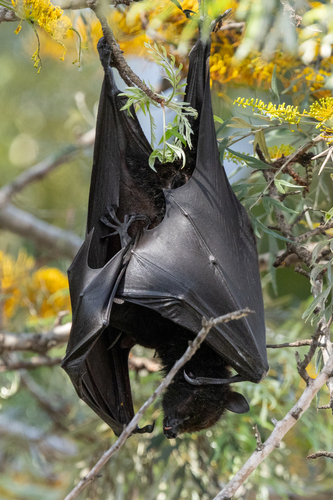 Pteropus alecto observed 2026-10-26