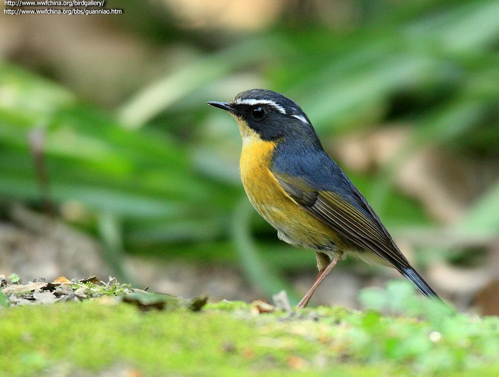 White-Browed Bush Robin