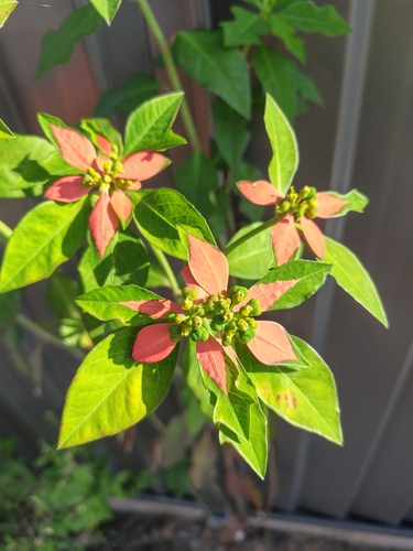 Euphorbia heterophylla observed 2026-10-27