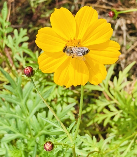 Cosmos sulphureus observed 2026-10-26