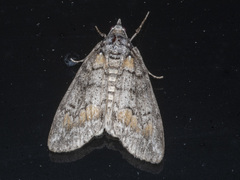 Smyriodes trigramma