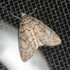 Smyriodes trigramma