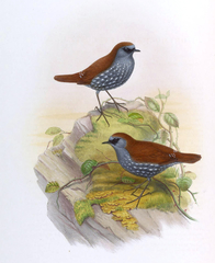 Gould's Shortwing photo 3