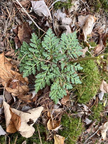 Rutaceae observed 2026-10-25