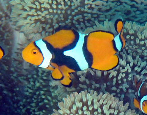 Amphiprion percula photograph by the iNaturalist community