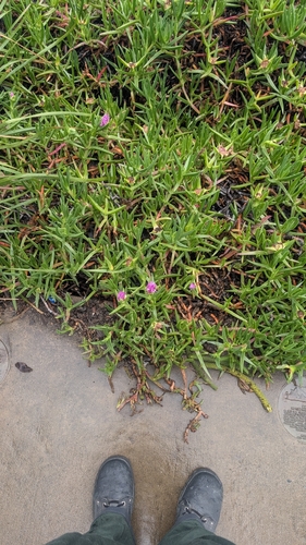 Carpobrotus glaucescens observed 2026-10-27