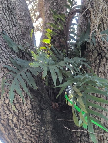 Phlebodium aureum observed 2026-10-24