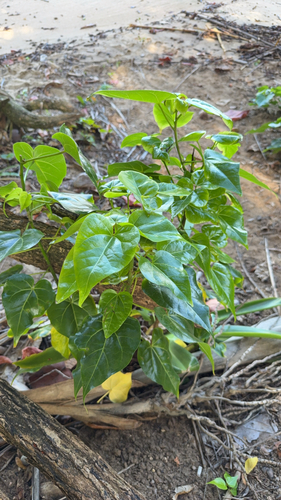 Thespesia populnea observed 2026-10-26