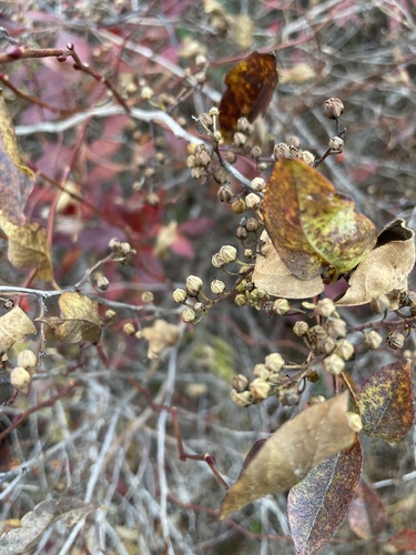 Lyonia ligustrina observed 2026-10-26