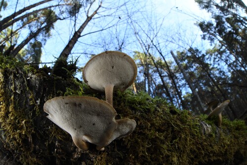Lentinus brumalis observed 2026-10-26