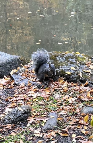 Sciurus griseus, 2026-10-26